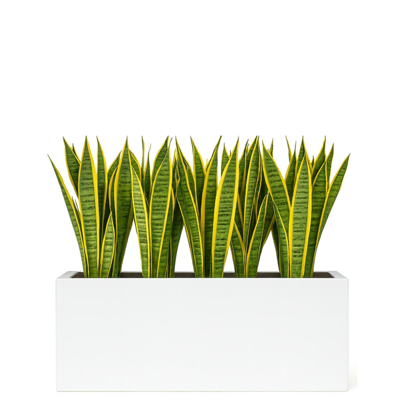 Sansevieria – Plante décorative