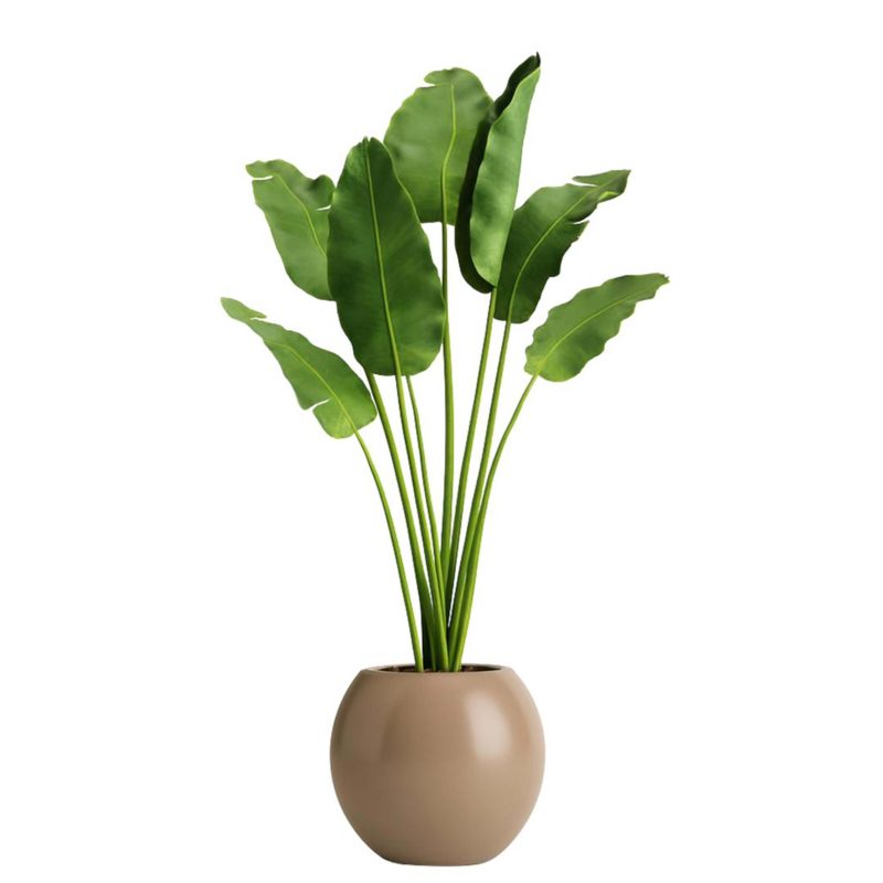 Ravenala palm – Plante décorative
