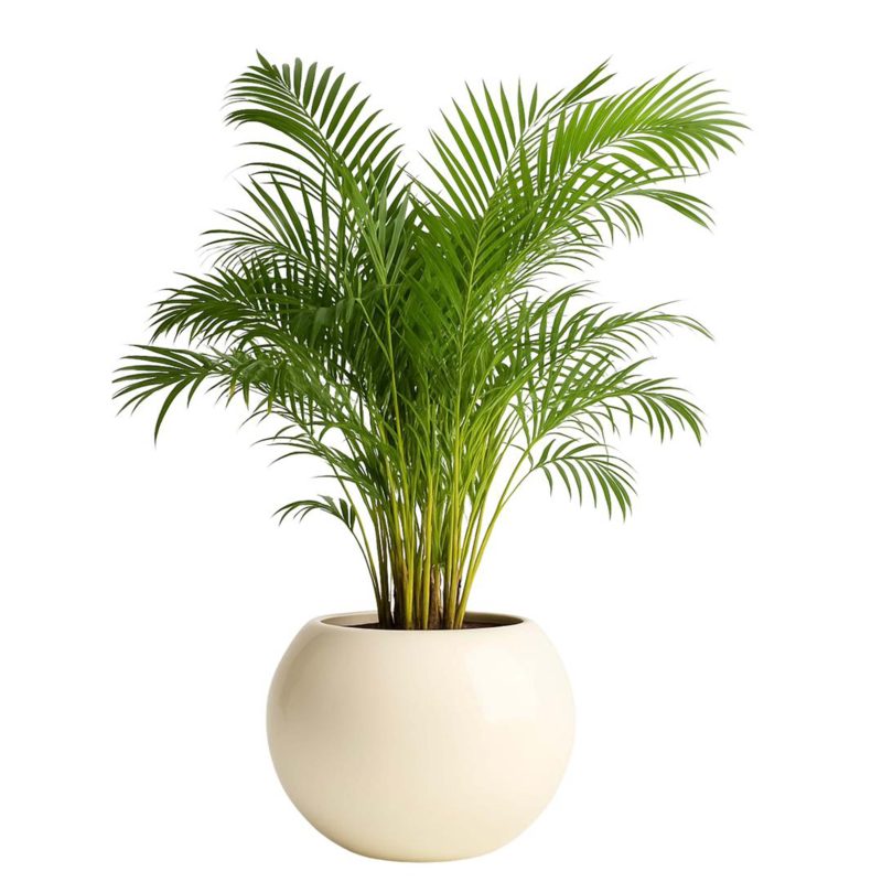Palmier – Plante décorative