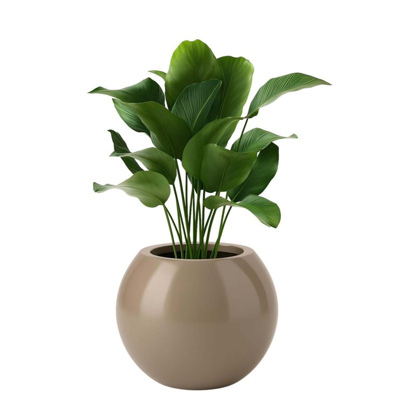 Calathea lutea – Plante décorative